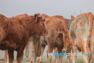 Bunch Of Brown Cows Stock Photo