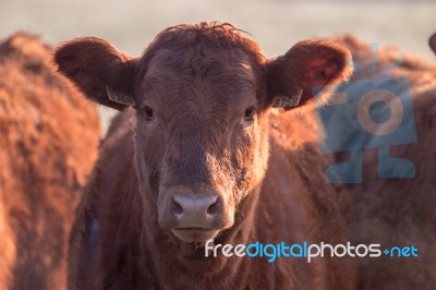 Bunch Of Brown Cows Stock Photo