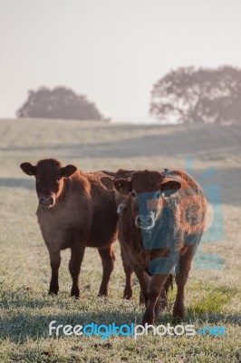 Bunch Of Brown Cows Stock Photo