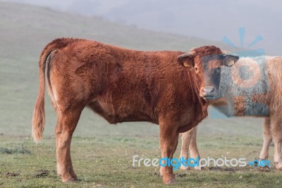 Bunch Of Brown Cows Stock Photo