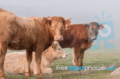 Bunch Of Brown Cows Stock Photo