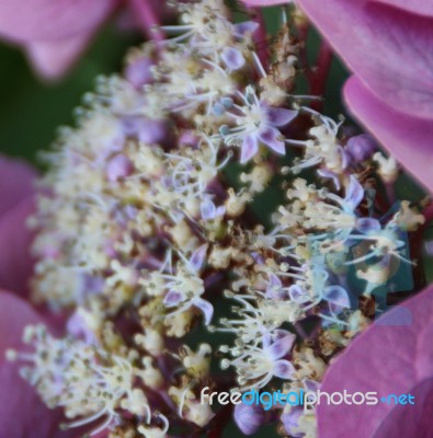 Bunch Of Flowers Stock Photo