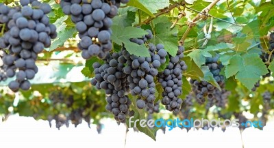 Bunch Of Grape With Green Leave In The Garden Stock Photo