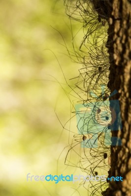 Bunch Of Opiliones Spiders Stock Photo