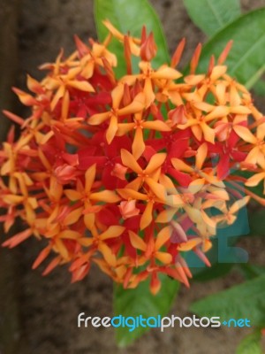 Bunch Of Orange And Red Flower Plant Stock Photo