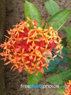 Bunch Of Orange And Red Flower Plant Stock Photo