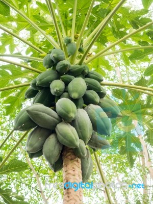 Bunch Of Papayas On Tree Stock Photo