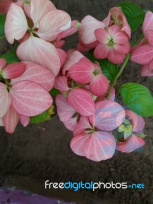 Bunch Of Pink Flower Plant In Garden Stock Photo