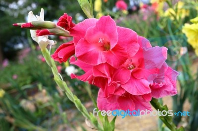 Bunch Of Pink Gladiolus Stock Photo