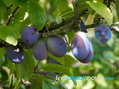 Bunch Of Plums Ripening In The Sunshine Stock Photo