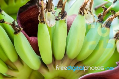 Bunch Of Raw Bananas Stock Photo