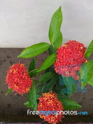 Bunch Of Red Flower Plant In Garden Stock Photo