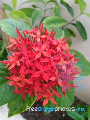 Bunch Of Red Flowers Stock Photo