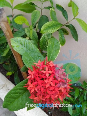 Bunch Of Red Flowers Stock Photo