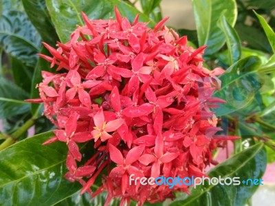 Bunch Of Red Flowers Stock Photo