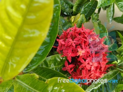 Bunch Of Red Flowers Stock Photo