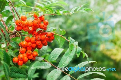 Bunch Of Rowan With Raindrops Stock Photo