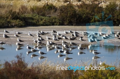 Bunch Of Seagulls Rests On The Marshlands Stock Photo