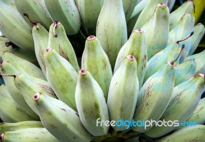 Bunch Of Silver Bluggoe On A Banana Tree Stock Photo