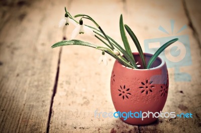 Bunch Of Snowdrop Flowers Stock Photo