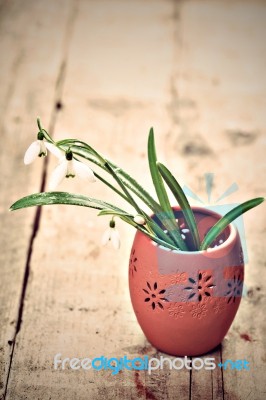 Bunch Of Snowdrop Flowers Stock Photo