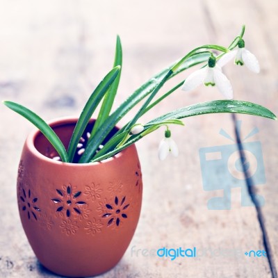 Bunch Of Snowdrop Flowers Stock Photo