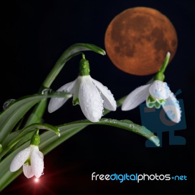 Bunch Of Snowdrop Flowers And Giant Bloody Moon Stock Photo