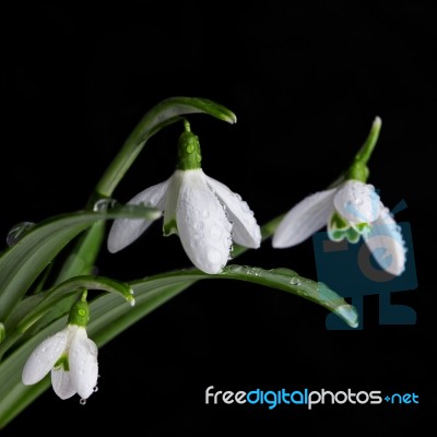 Bunch Of Snowdrop Flowers On Black Background Stock Photo