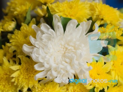 Bunch Of Vivid Flowers, Selective Focus White Chrysanthemums Stock Photo