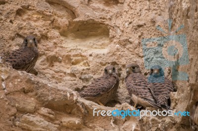 Bunch Of Wild Peregrine Falcon Chicks Stock Photo