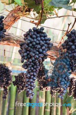 Bunches Of Grapes Hang From A Vine Stock Photo