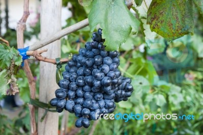 Bunches Of Grapes Hang From A Vine Stock Photo