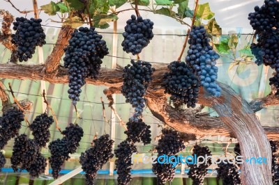 Bunches Of Grapes Hang From A Vine Stock Photo