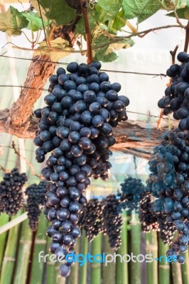 Bunches Of Grapes Hang From A Vine Stock Photo