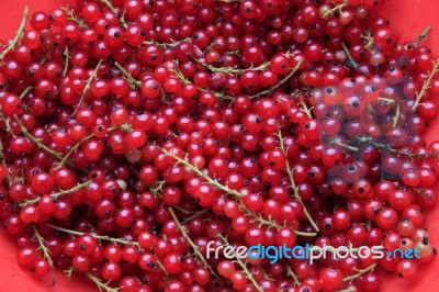 Bunches Of Red Currant Stock Photo