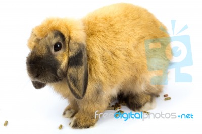 Bunny Holland Lop Stock Photo