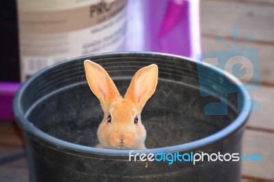 Bunny Peeking Out Of Bucket Stock Photo