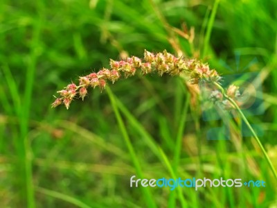 Burgrass Or Hedgehog Grass Stock Photo