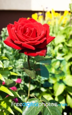 Burgundy Rose In The Garden Stock Photo