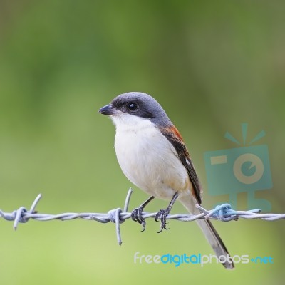 Burmese Shrike Stock Photo