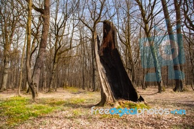 Burned Tree In The Woods Stock Photo