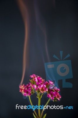 Burning Flower Stock Photo