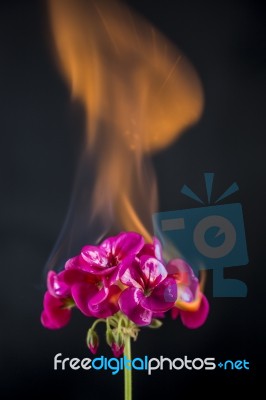 Burning Flower Stock Photo