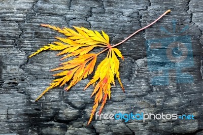 Burnt Black Wood With Yellow Fall Leaf Stock Photo