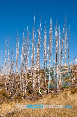 Burnt Lodge Pole Pine Trees In Glacier National Park Stock Photo