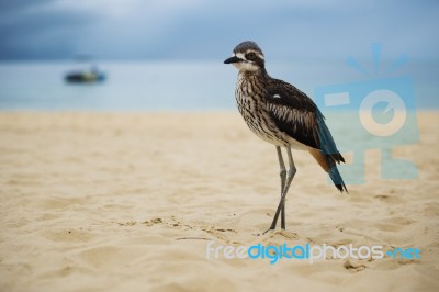 Bush Stone-curlew Resting On The Beach Stock Photo