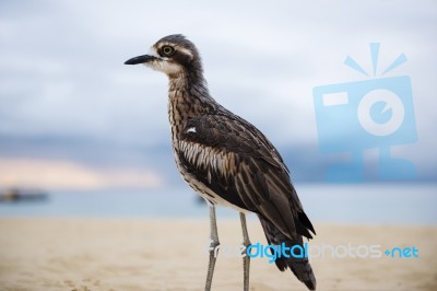 Bush Stone-curlew Resting On The Beach Stock Photo