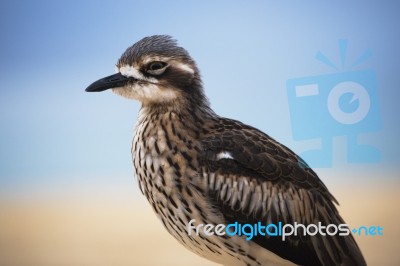 Bush Stone-curlew Resting On The Beach Stock Photo