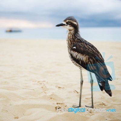 Bush Stone-curlew Resting On The Beach Stock Photo