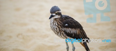 Bush Stone-curlew Resting On The Beach Stock Photo